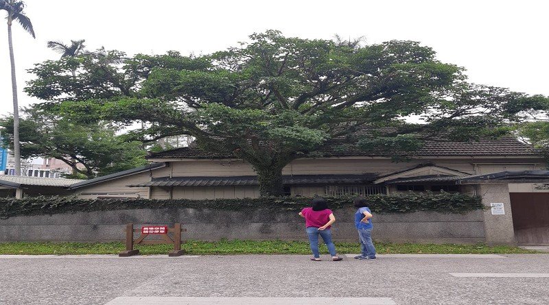 樹藝師、攀樹師幫羅東林業文化園區「整容」