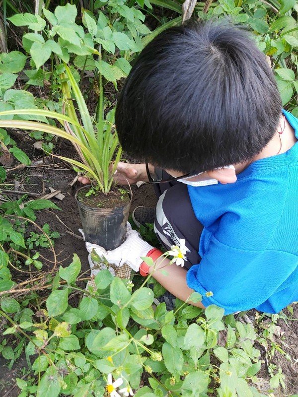 育英國小 親手種植林投,為海岸林盡一分力