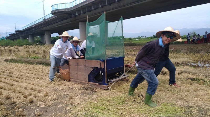 看稻壯圍「虎鯨」彩繪田收割了