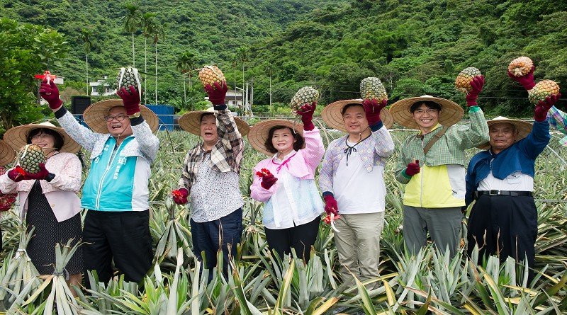 百年歷史的員山鄉二湖鳳梨上市了