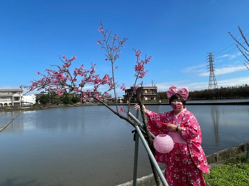 來羅東鎮羅莊櫻花步道賞櫻可拿牛年紅包