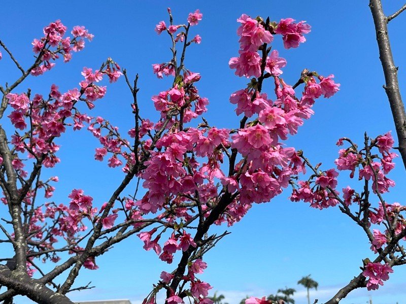 來羅東鎮羅莊櫻花步道賞櫻可拿牛年紅包