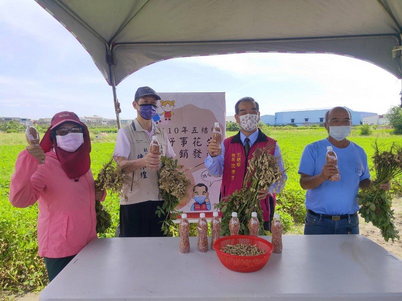 五結鄉沙仁花生盛產 愛吃花生的鄉親有福了