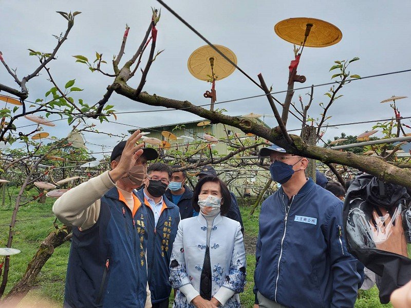受低溫衝擊 三星上將梨穗損害達四成以上
