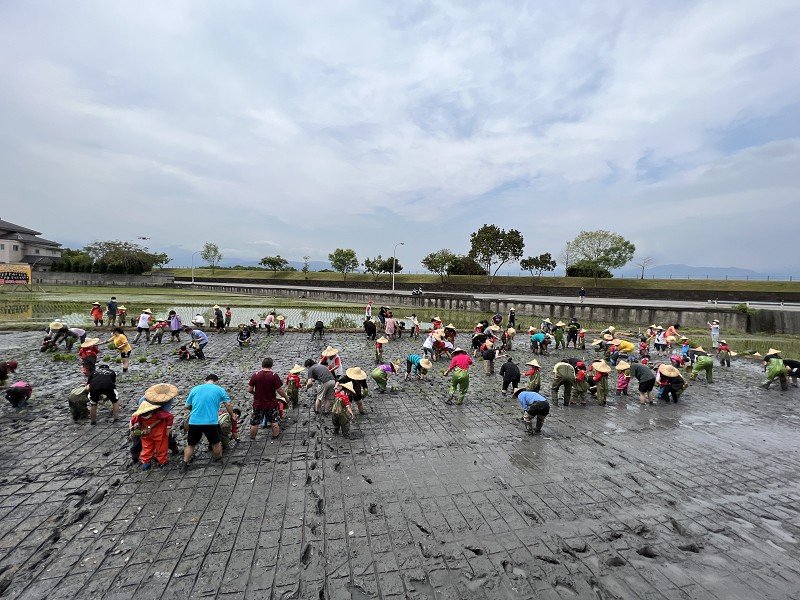 羅東鎮食農教育向下紮根舉辦幼童親子插秧