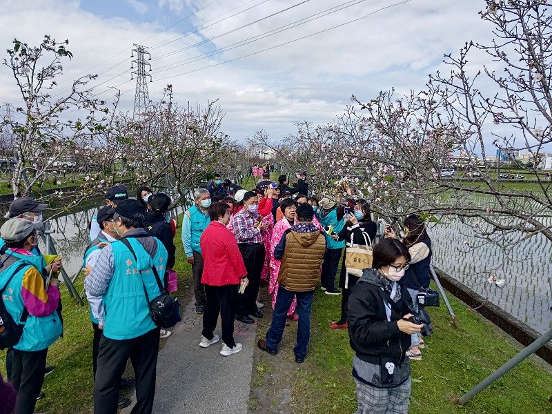 快來羅莊櫻花步道賞櫻 賞櫻又可抽好禮