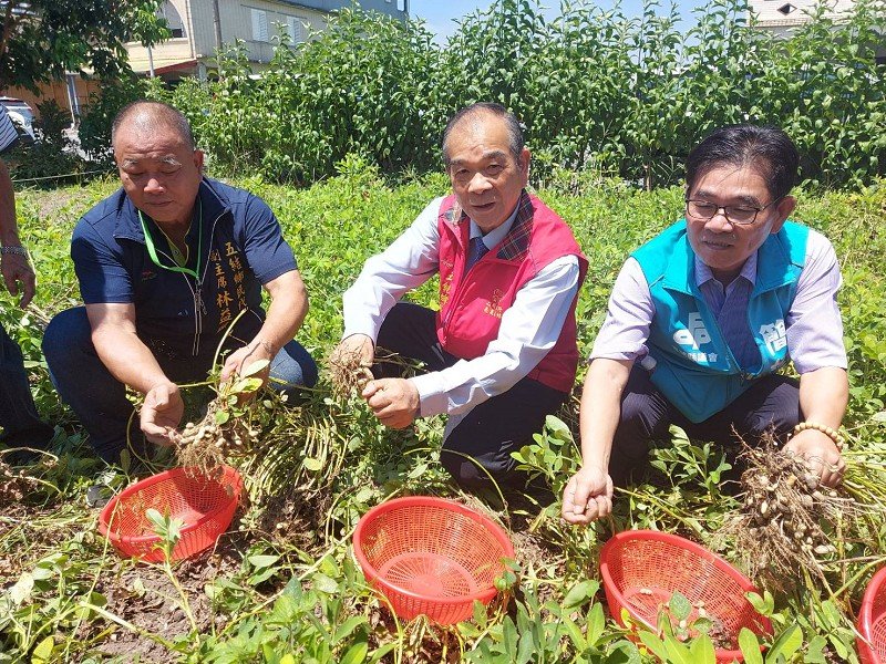 好吃的「沙仁」土豆在五結
