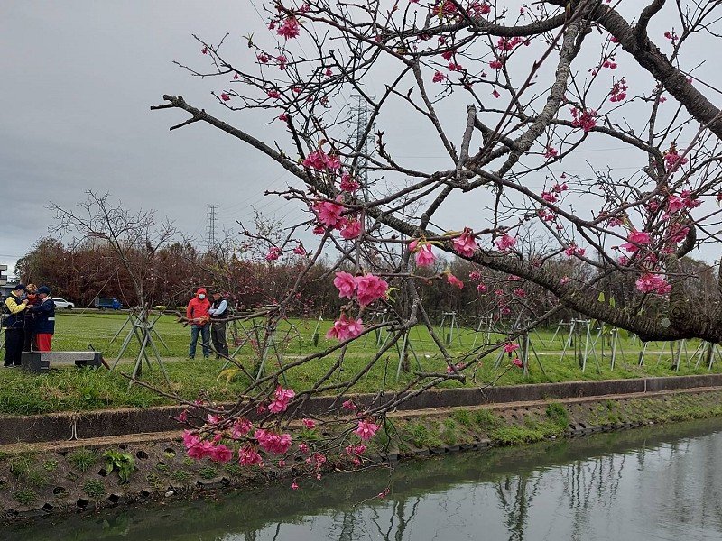 羅莊櫻花步道3/9起三周逢周六、日有志工導覽