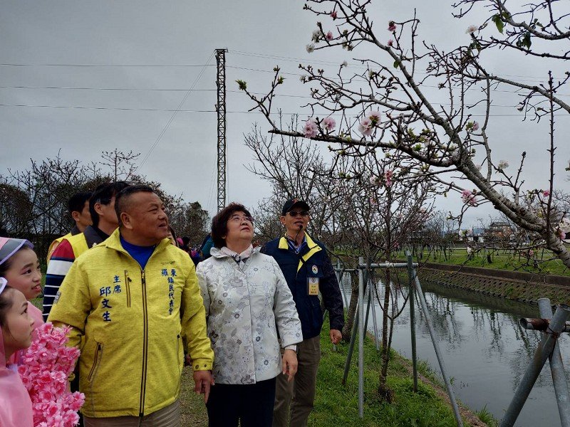 羅莊櫻花步道3/9起三周逢周六、日有志工導覽