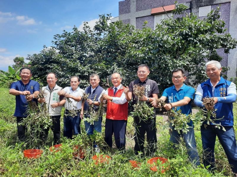 結沙仁土豆上市　沈德茂鄉長攜手各界行銷在地好滋味
