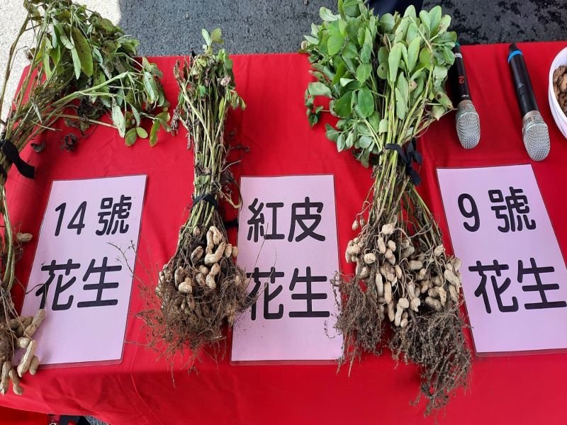 結沙仁土豆上市　沈德茂鄉長攜手各界行銷在地好滋味