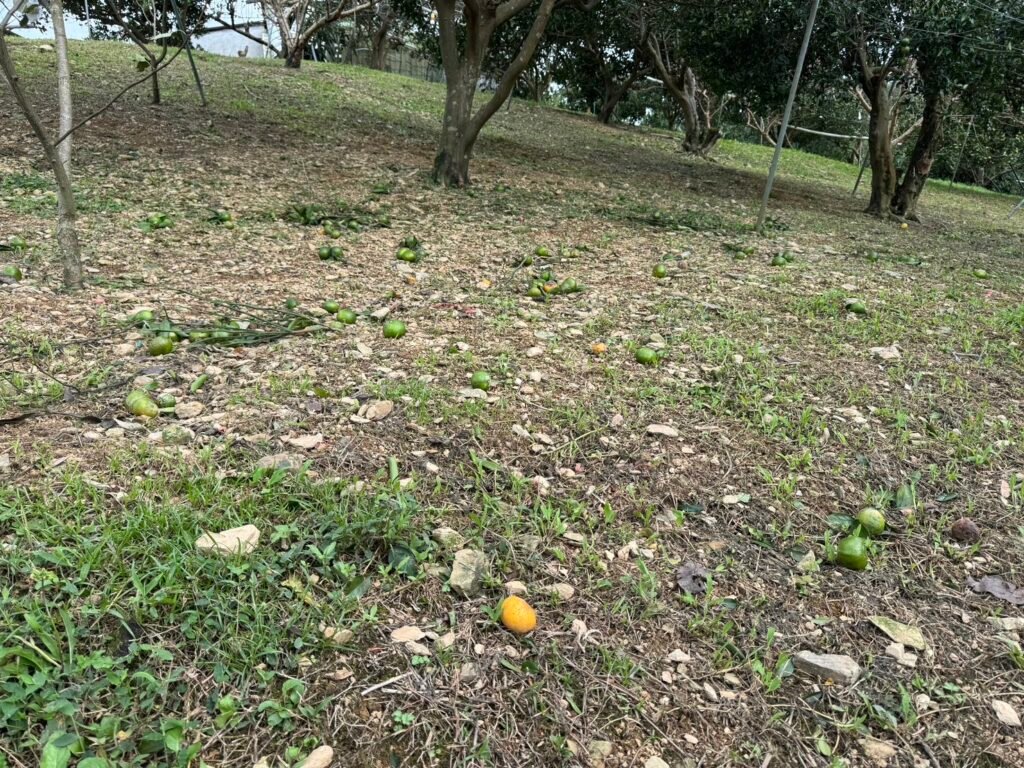 薔琵颱風重創宜蘭農作 吳宗憲承諾協調中央加速救助